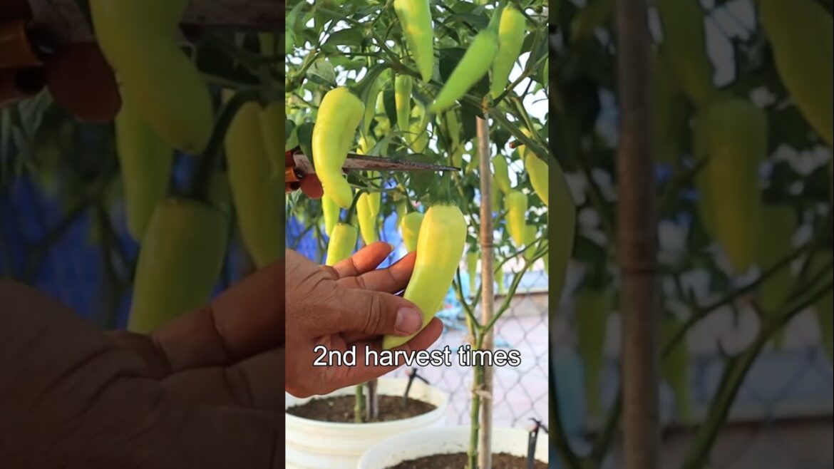 Container garden- Growing Chili Pepper in Container #v87garden #shorts #chilipeppers #chili
