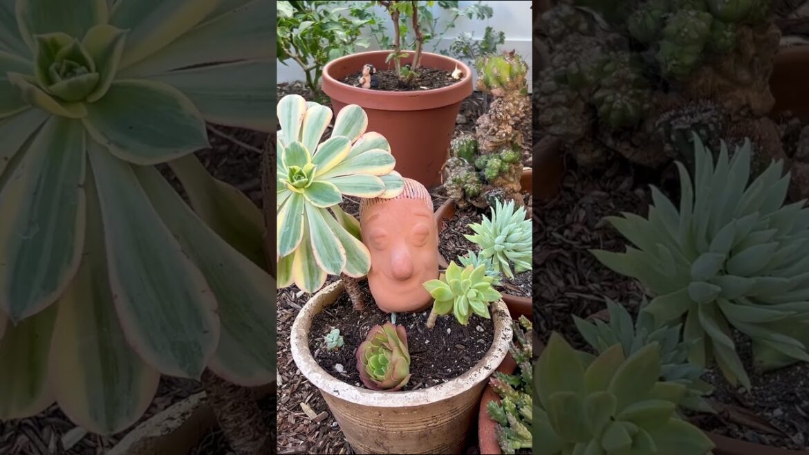 Who else loves repotting plans to make it feel like you bought new plants? Who else loves repotting plans to make it feel like you bought new plants?