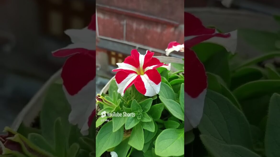 Petunia #gardeningtips #shortvideo #ytshorts #plants Petunia #gardeningtips #shortvideo #ytshorts #plants