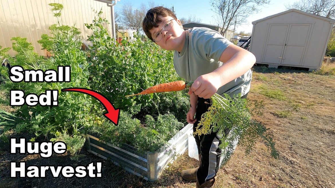 Carrot Harvest - square foot garden– 86 Days Later!