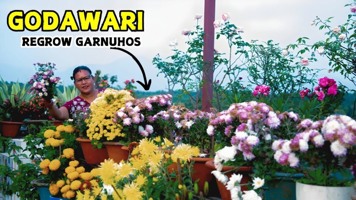 Regrow Chrysanthemums with This Simple Cutting Trick! Nepali Gardener Regrow Chrysanthemums with This Simple Cutting Trick! Nepali Gardener