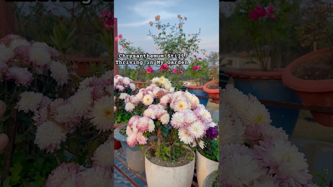 How is Your Chrysanthemum Plant Doing? #shorts #gardeningtips #wintergarden #winterflowers How is Your Chrysanthemum Plant Doing? #shorts #gardeningtips #wintergarden #winterflowers