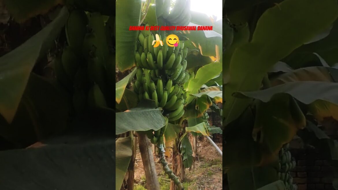 भुसावली केला मेरे गार्डन में🍌🌱||अच्छे वैरायटी का केला लगाएँ ||#farming #fruit #organickheti#banana भुसावली केला मेरे गार्डन में🍌🌱||अच्छे वैरायटी का केला लगाएँ ||#farming #fruit #organickheti#banana
