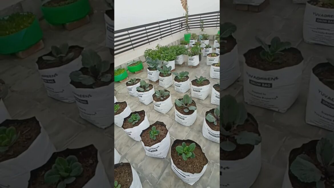 Today’s Terrace Garden Update 🌱 | 2025 | Growing My Green Space#gardening#youtubeshorts#shorts