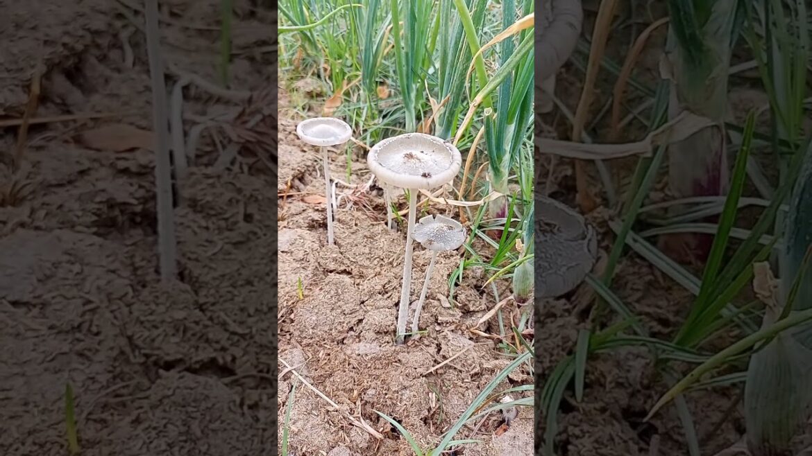 Villagers harvesting lots of wild mushroom from forest,|| One Of The Most Expensive Mushroom