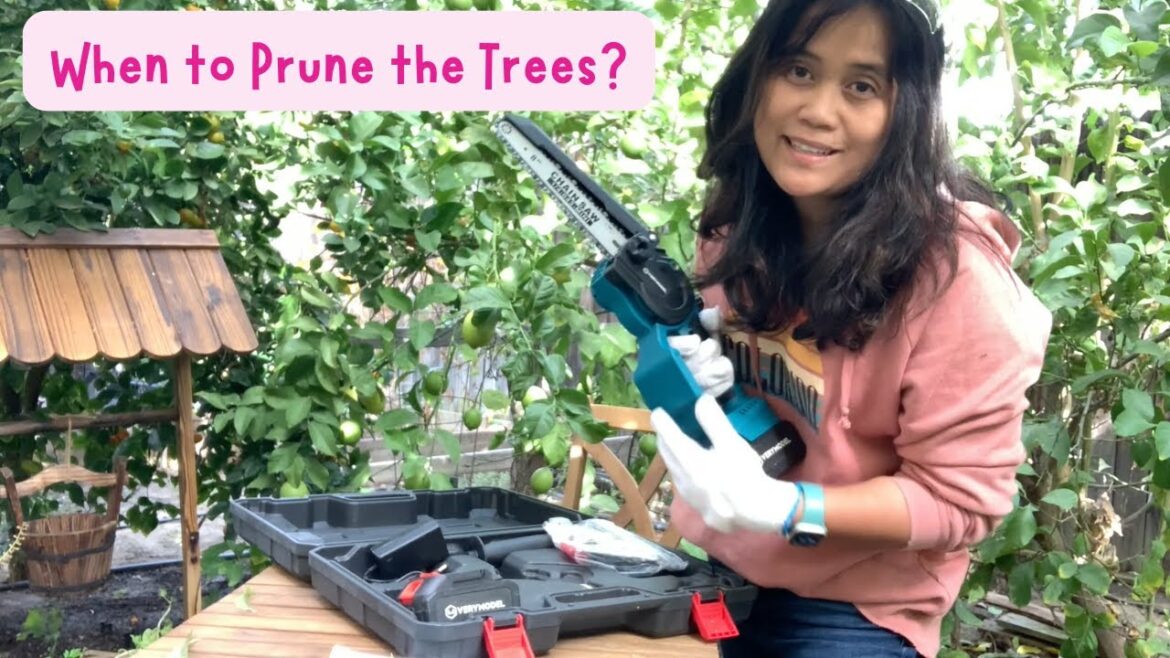 When To Prune Trees 🌳 | Living in Los Angeles When To Prune Trees 🌳 | Living in Los Angeles