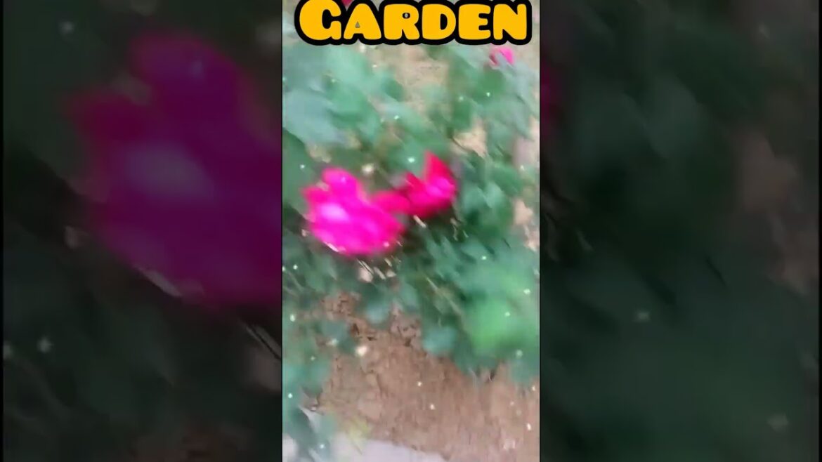 My Home Garden || #kulittleking #trending #trendingshorts #trandingsong #viralshort #garden