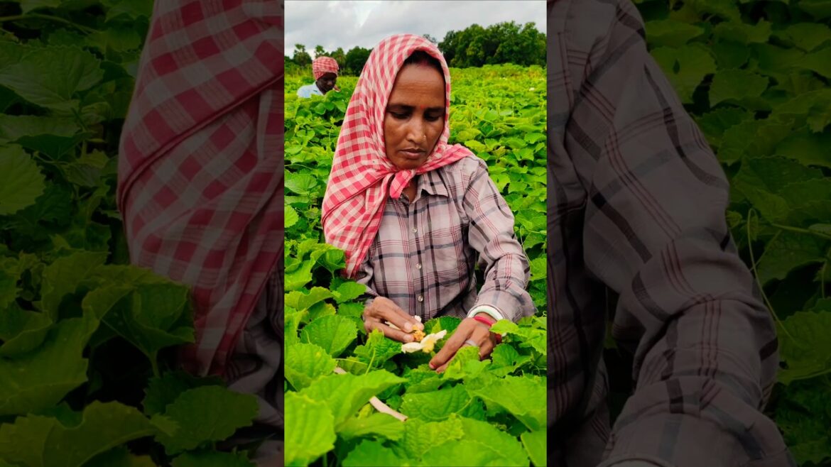 Empowering Women and Nature: Spiny Gourd Pollination #shorts Empowering Women and Nature: Spiny Gourd Pollination #shorts