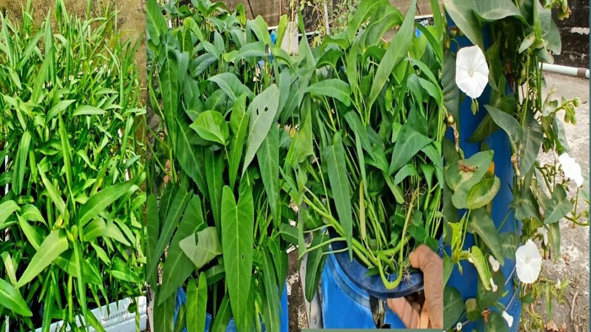 how to grow water spinach form seed to harvest