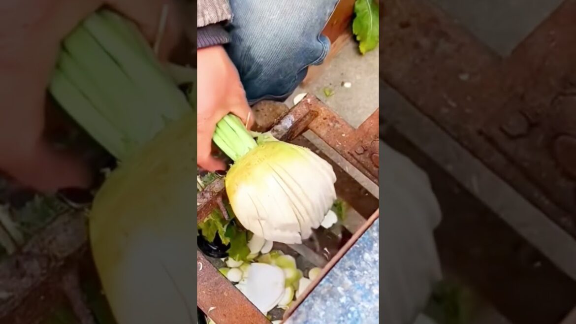 Slice radish to make pickles#skills#farming#ruralharvest #vegetable#harvesting#agreculture