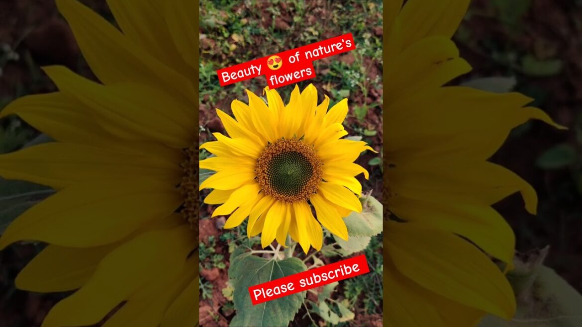 the most beautiful flowers on earth #flowers #shorts #ytshorts #youtubeshorts #trending #viralvideo