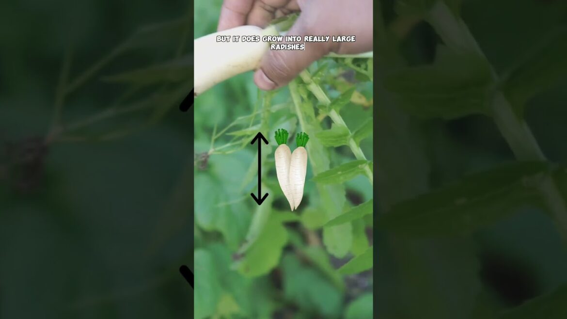 Grow & Harvest White Minowase Radish: Tough Soil Champion!