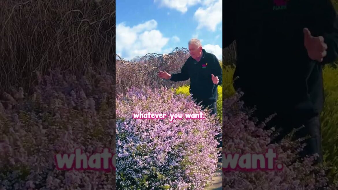 Have an Explosion of Pink Colour in your Garden With Pink Diosma!