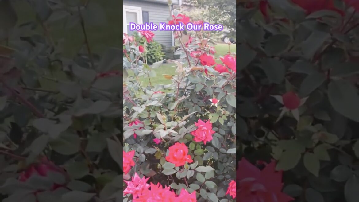 Our front yard #knockoutrose #music