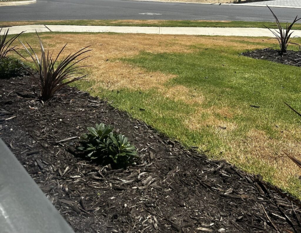 Advice: New grass is dying :( Advice: New grass is dying :(