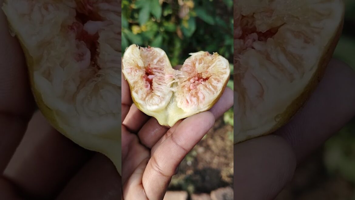 అంజీర్fruits harvest inmy backyard garden#organicfruits#backyardgarden#gardeningvlogs#garden#orgsnic
