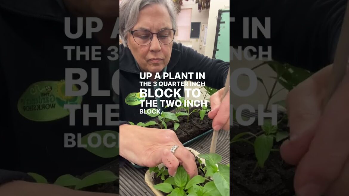 Storewide sale ends tonight Storewide sale ends tonight