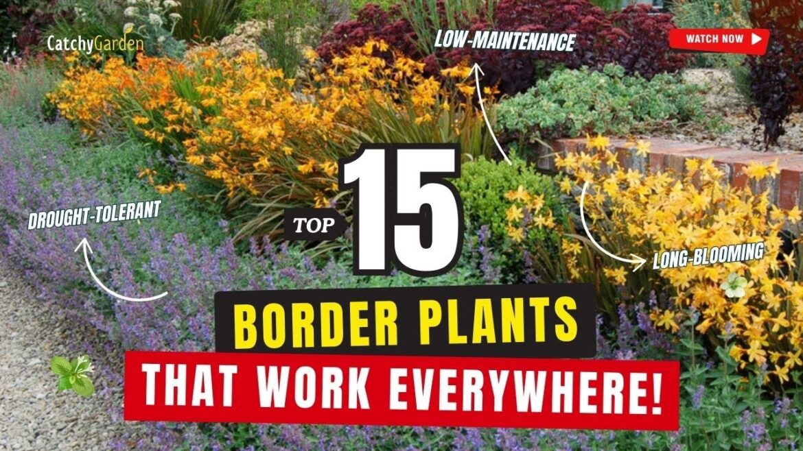 TOP 10 BORDER PLANTS THAT WORK EVERYWHERE! 🌼🌿🌺 // Garden Tips