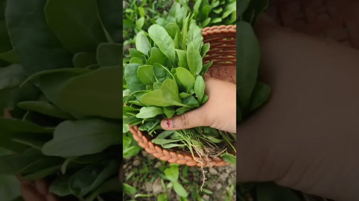 Vegetable Harvesting #vegetables #harvesting #shorts #ytshorts #garden #gardening #viral #trending