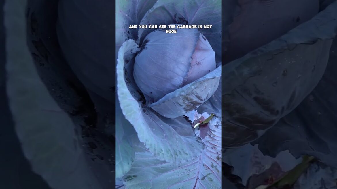 California Gardening: Grow & Harvest Red Acre Cabbage: Beginner’s Guide! Grow & Harvest Red Acre Cabbage: Beginner's Guide!