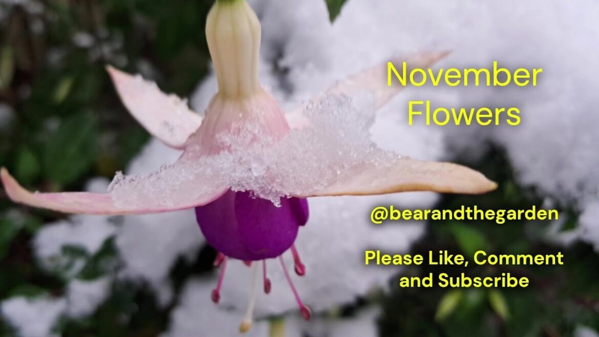 November Flowers in an English Garden.