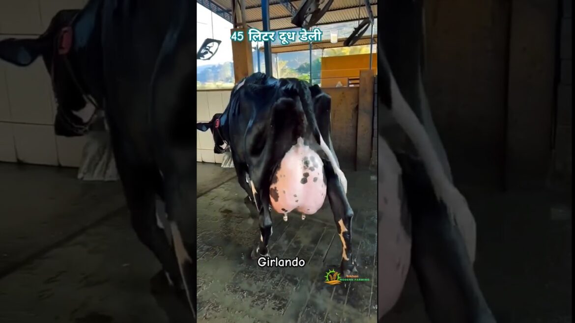 सबसे ज्यादा दूध देने वाली गाय 🐄| Highest milking cow | Dairy cow #dairyfarm #cow #facts सबसे ज्यादा दूध देने वाली गाय 🐄| Highest milking cow | Dairy cow #dairyfarm #cow #facts