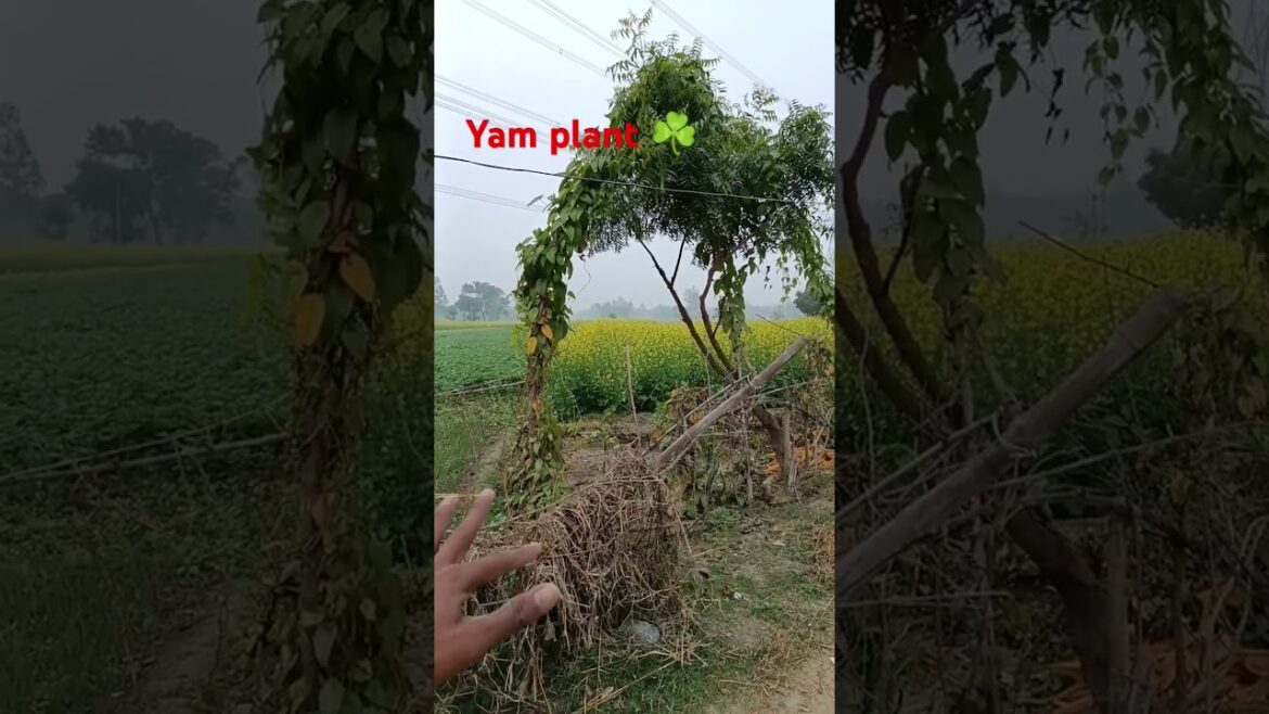 Yam ka paudha#vegetable #vlog #short #video #viralshorts