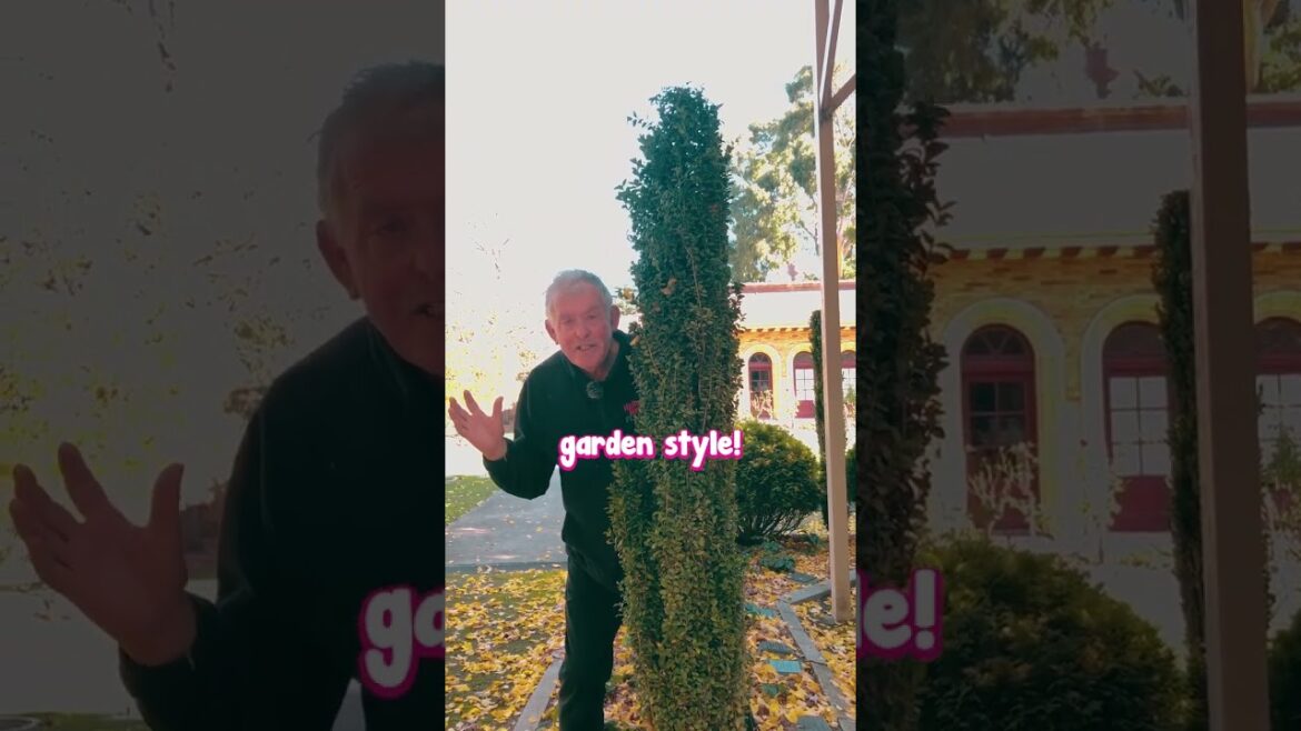 Sky Pencil Holly is The Solution You Need For Your Skinny Garden Bed