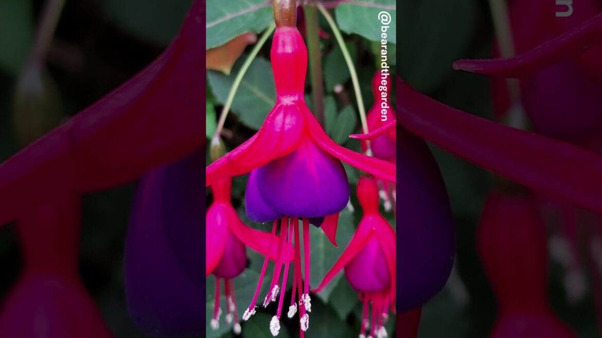 Bear's Yorkshire Garden Flowers - best of the year 2024. #flower #flowergarden #gardening #shorts