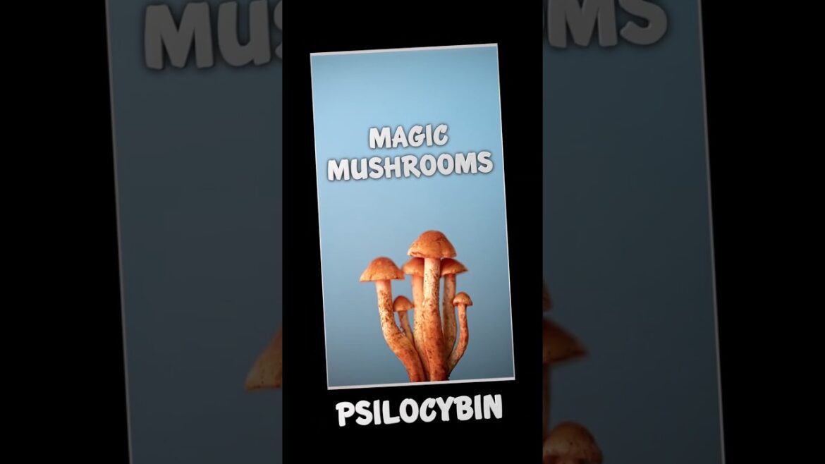Magic Mushrooms — Everything You Need To Know