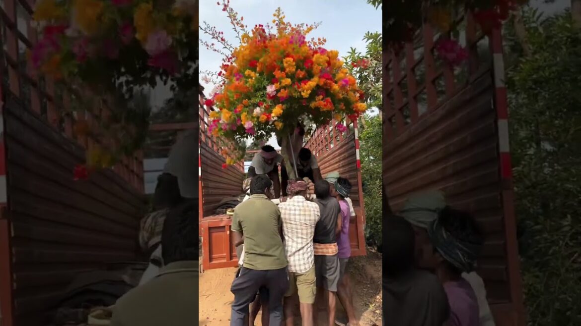 Tips For Bougainvillea shifting | How To Shift Bougainvillea Tree #shortvideos #youtubeshort #shorts