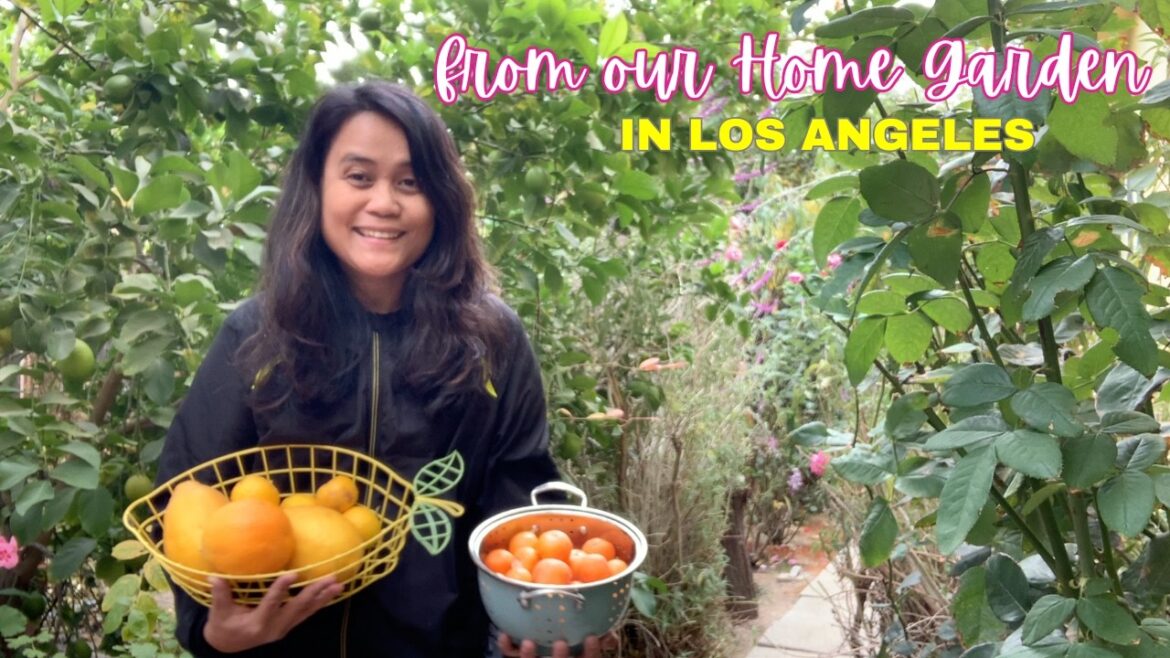 Our Home Garden 🌱🍋🍊 | Living in Los Angeles