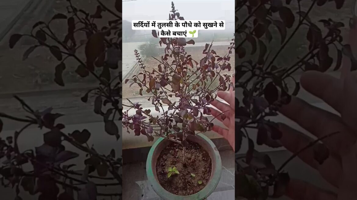 ठंड में तुलसी के पौधे को सूखने से कैसे बचाएं || How to Keep Your Tulsi Plant Safe from Winter Frost🌱 ठंड में तुलसी के पौधे को सूखने से कैसे बचाएं || How to Keep Your Tulsi Plant Safe from Winter Frost🌱