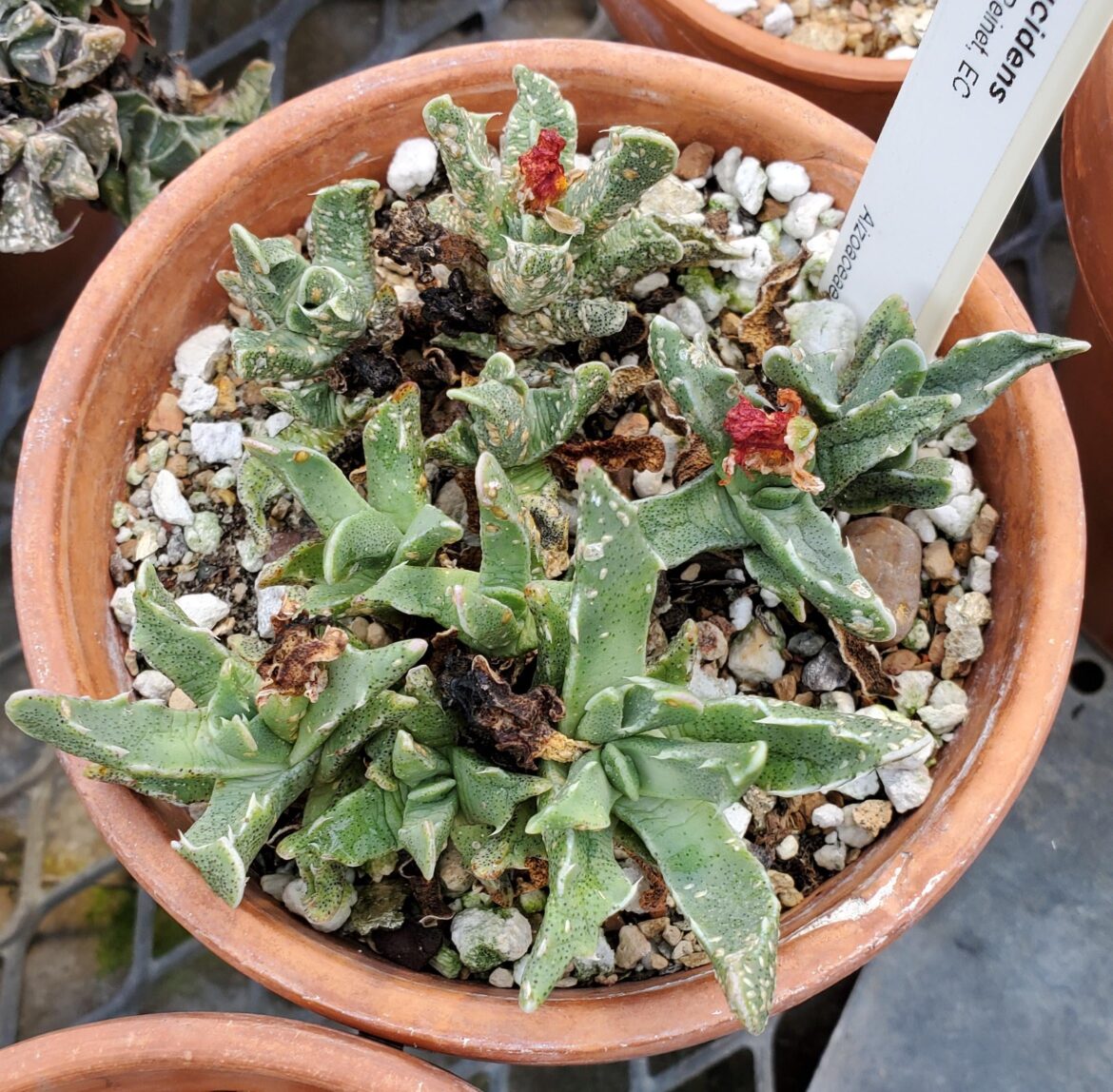Faucaria paucidens university specimen