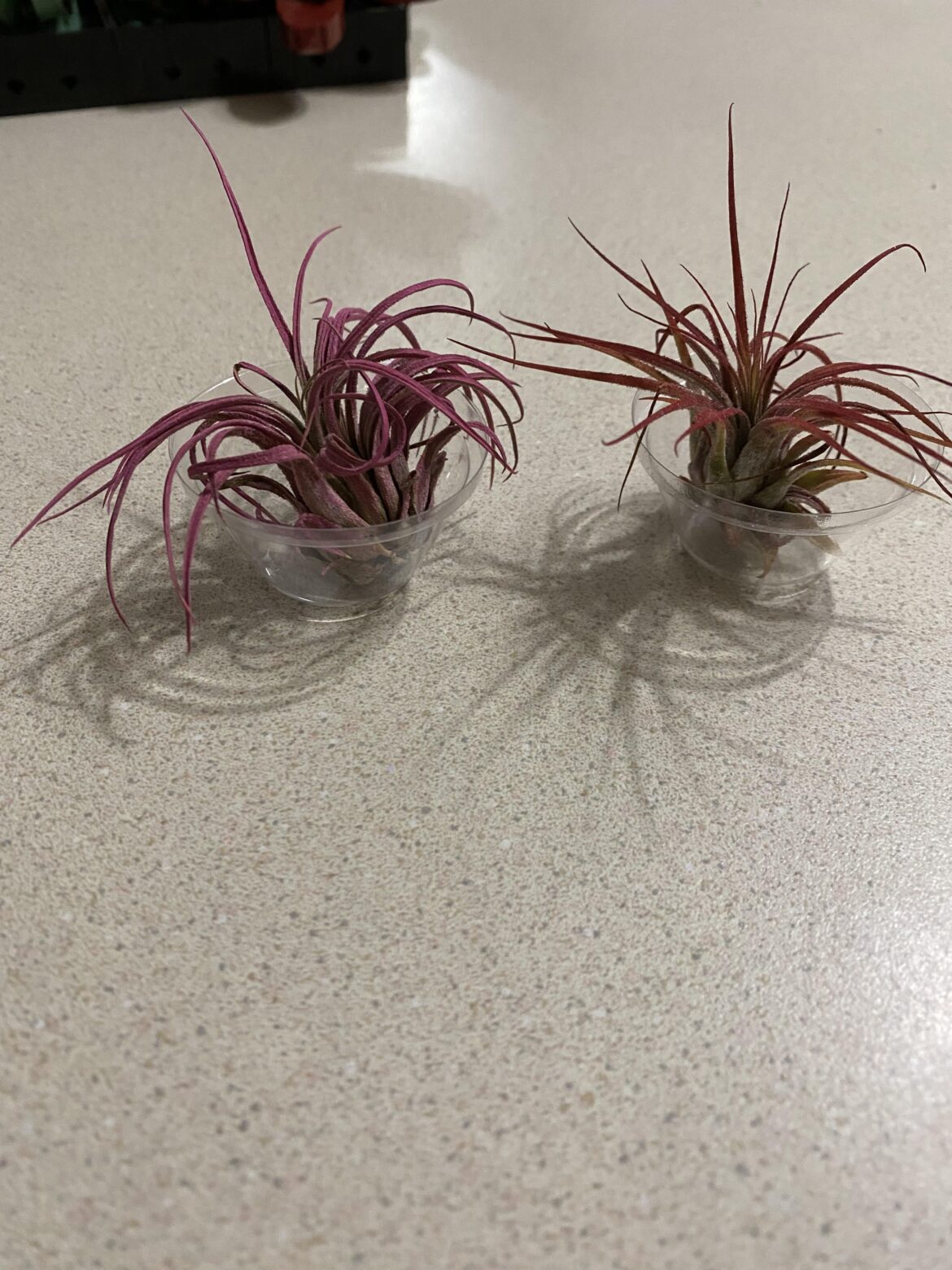 First timer help! First timer help!