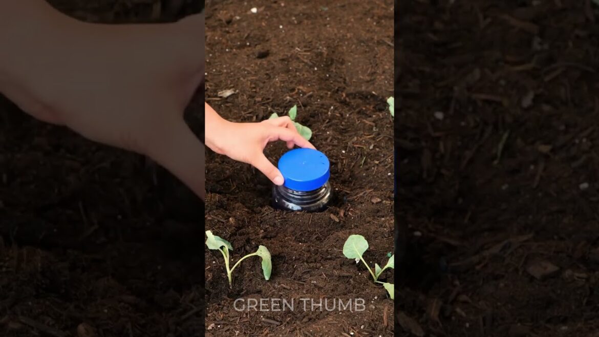 Super effective gardening hacks for beginners 🍀 Super effective gardening hacks for beginners 🍀