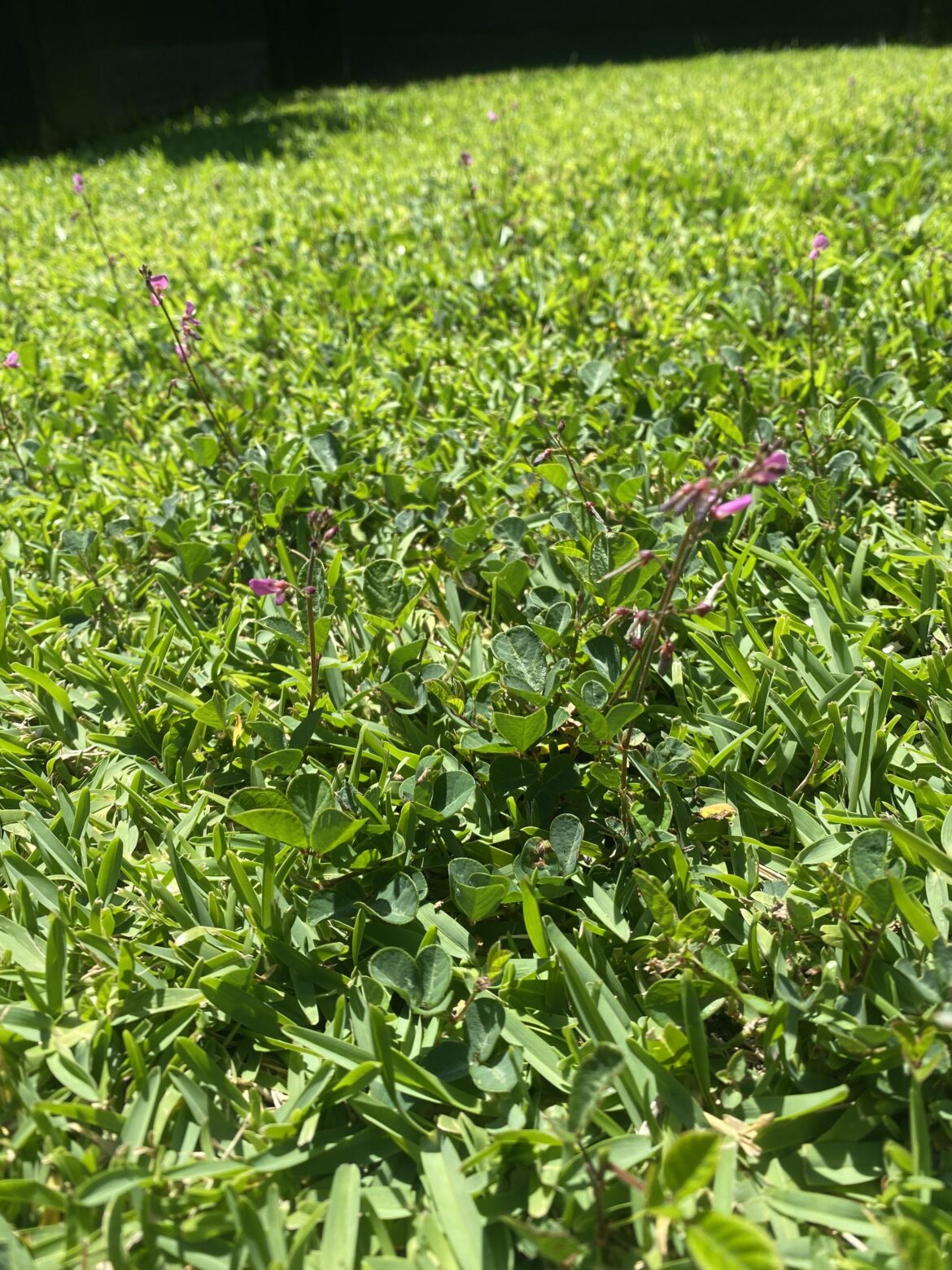 What kind of weed is this in my buffalo lawn?