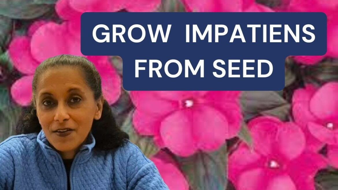 How To Sow Impatiens Seeds | Grow Impatiens From Seed || Budget Gardening