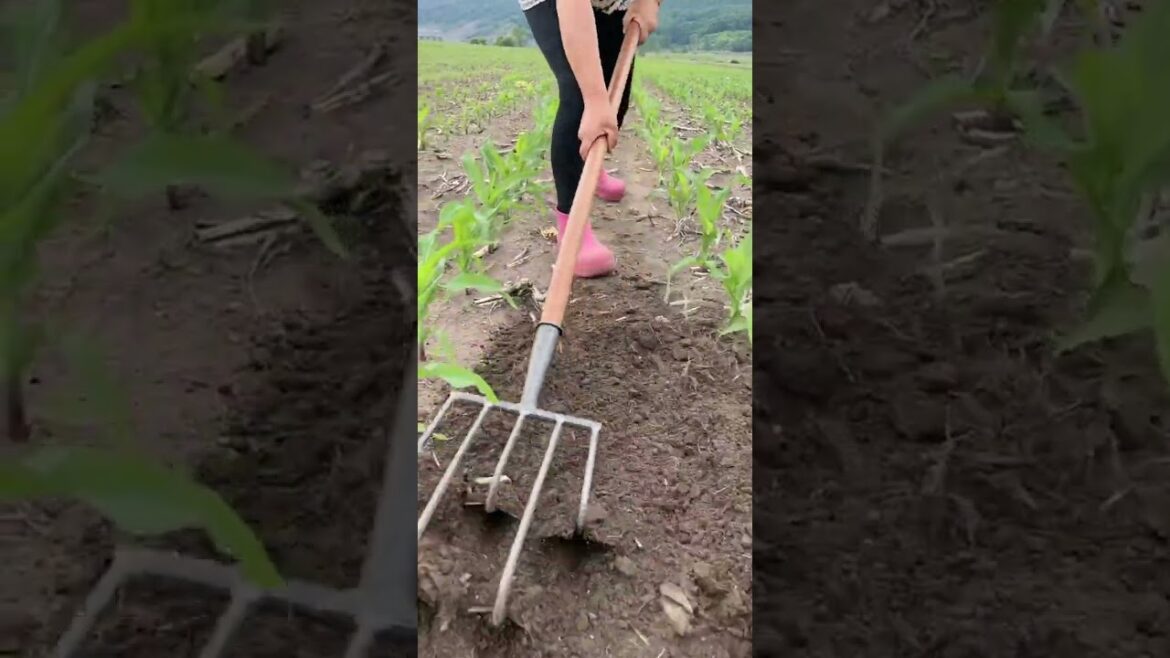 Rural Farmer grow edible flowers #12729