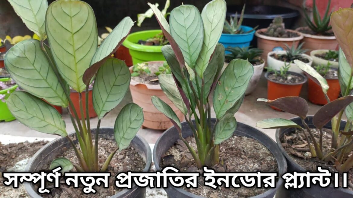 নতুন বছরে নতুন প্রজাতির গাছ সম্পূর্ণ পরিচর্যা সহ ।। Maranta plants |gardening tips and tricks