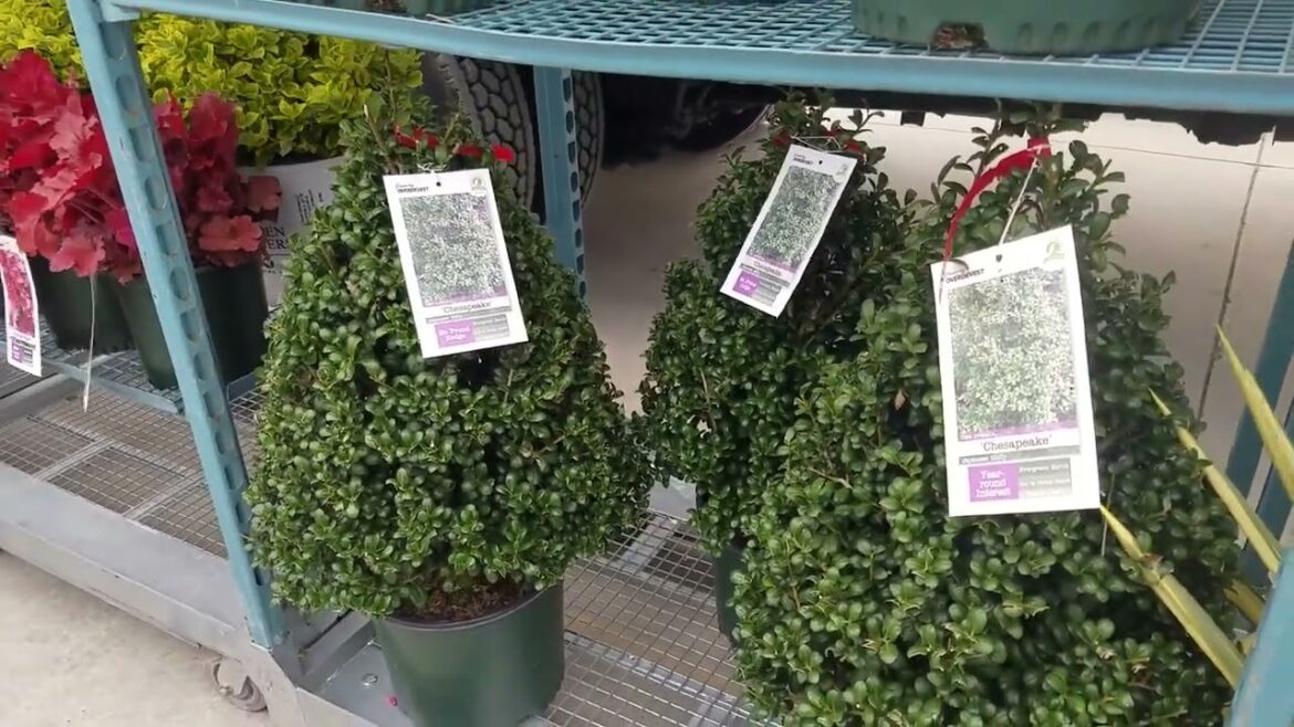 Ilex crenata ‘Chesapeake’ Japanese Holly | Garden Center | Stratford CT Ilex crenata 'Chesapeake' Japanese Holly | Garden Center | Stratford CT