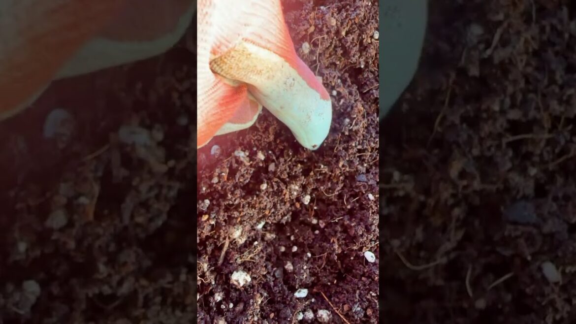 👉🏾How I Plant Squash Seeds in My Container Garden 🌱 | Step-by-Step Guide for Beginners 👉🏾How I Plant Squash Seeds in My Container Garden 🌱 | Step-by-Step Guide for Beginners