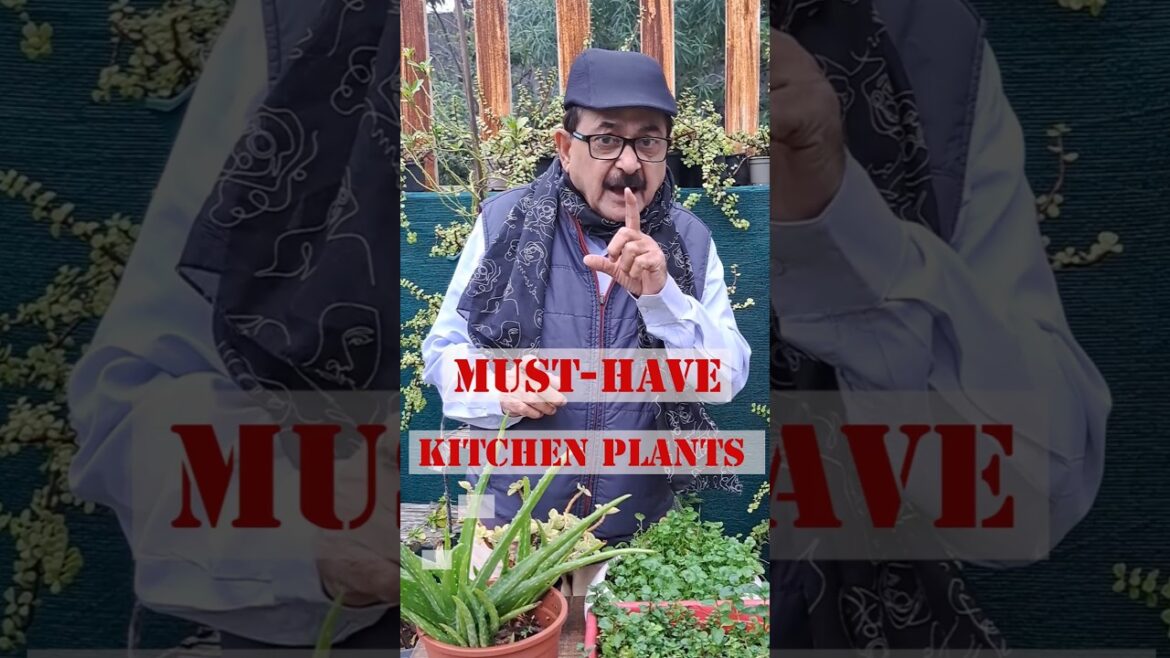 Must-Have Kitchen Plants I Herbs for Kitchen Garden