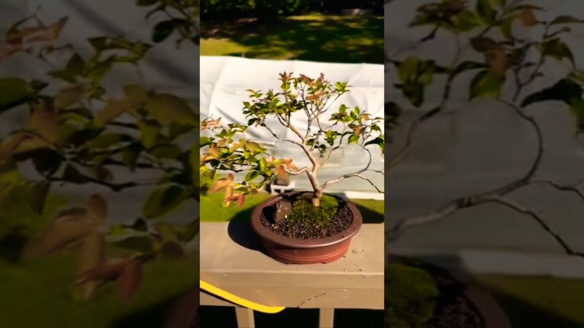 Tree Plants #tree #bonsai #indoorplants #001 #plants #pottedplants Tree Plants #tree #bonsai #indoorplants #001 #plants #pottedplants