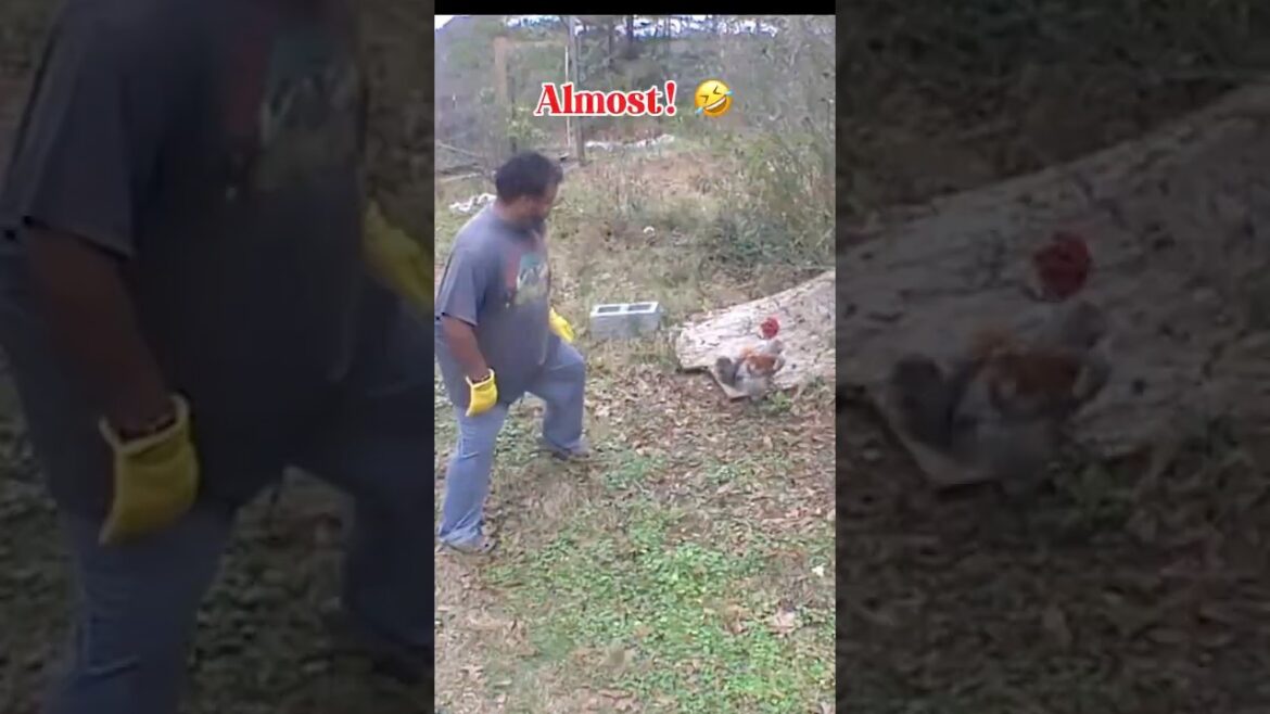 Egg-cellent Chicken Fails! Must Watch! 🤣