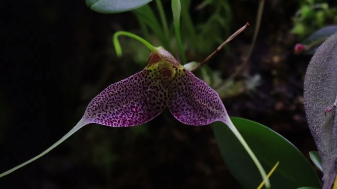 New Years 2025 plans and updates on the Orchidarium January 1, 2025 New Years 2025 plans and updates on the Orchidarium January 1, 2025