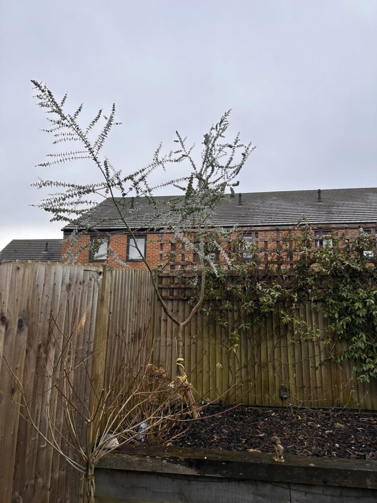 Eucalyptus tree advice