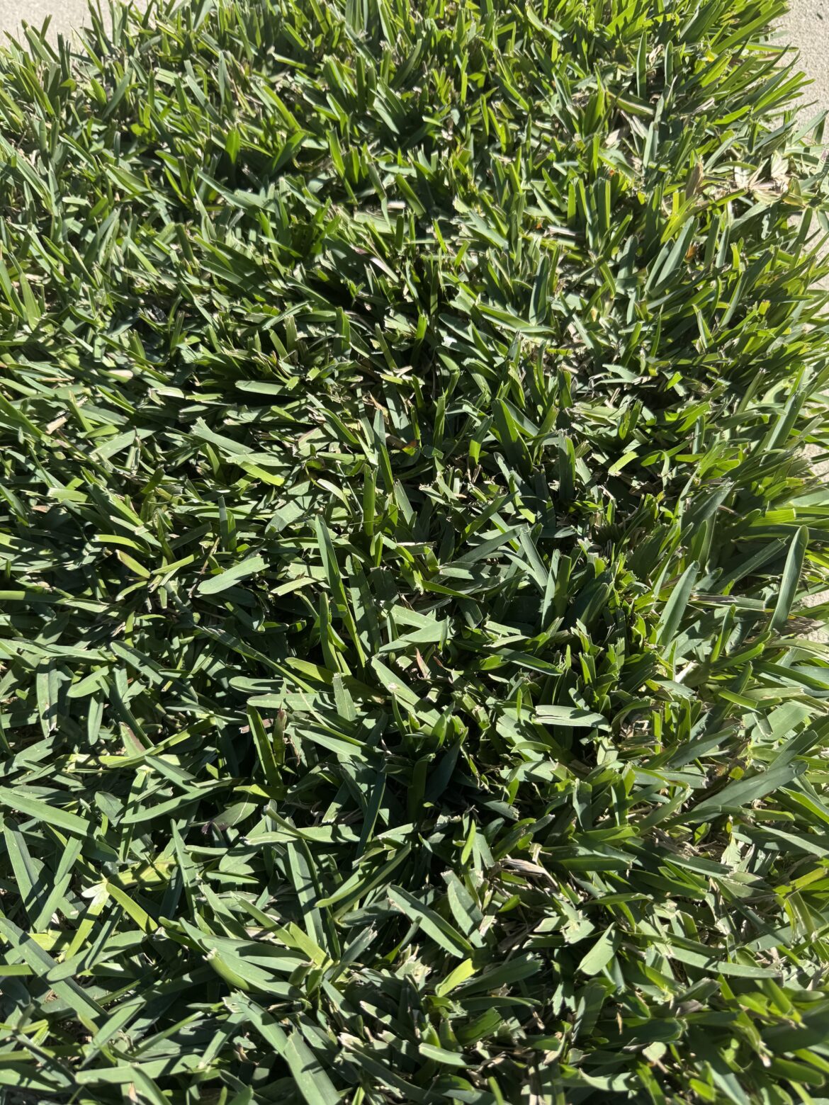 What kind of grass is this?