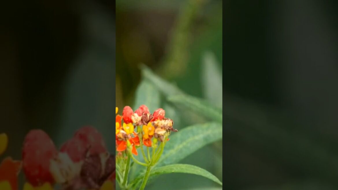 Flower #garden #trending #viral_video  #butterfly #birds