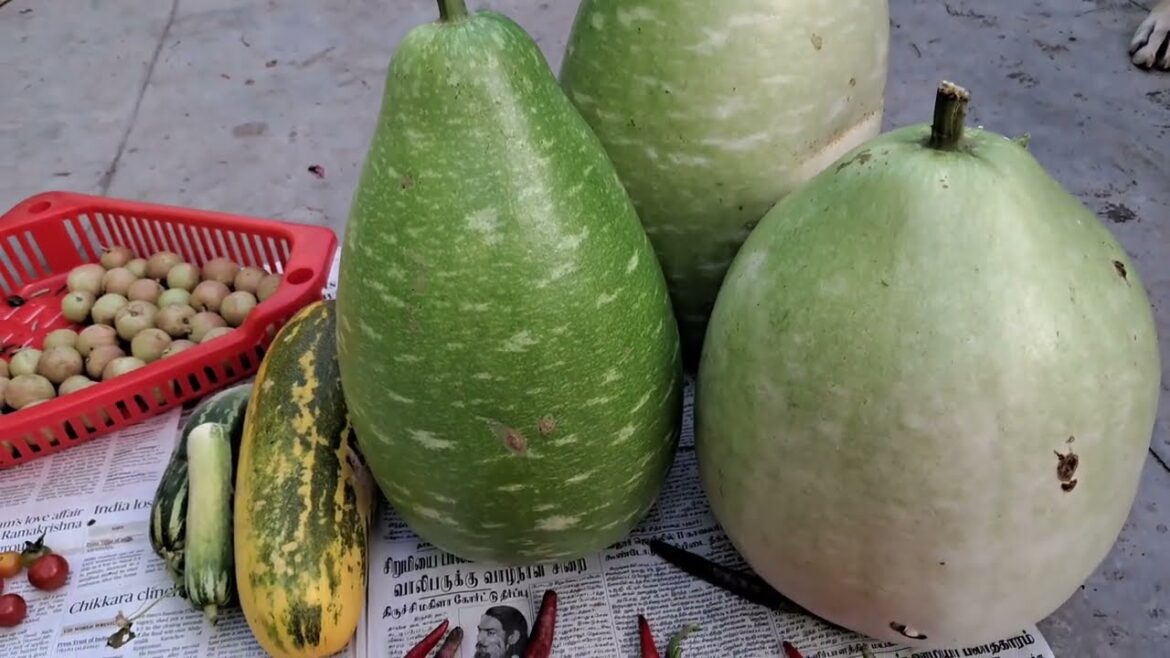 #Harvest #veggies #fruits from #my small #backyard garden ๐ถ๐๐
๐ซ๐๐ฅฌ๐โฅ๏ธ๐ #Harvest #veggies #fruits from #my small #backyard garden ๐ถ๐๐
๐ซ๐๐ฅฌ๐โฅ๏ธ๐